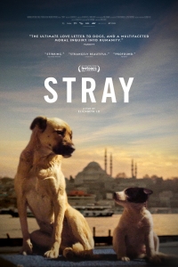 Stray